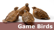 game_birds