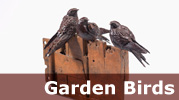 garden_bronzes
