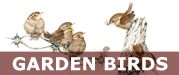 Garden_Birds