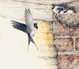 Swallows_Nest