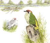 Green_Woodpecker_Studies