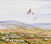 Flying_Red_Grouse