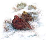 Red_Grouse